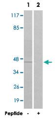 Anti-MAPK9 Rabbit Polyclonal Antibody