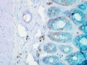 Immunohistochemistry analysis of mouse inflamed colon, fixed in formali