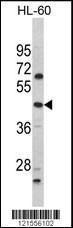 Anti-PTAR1 Rabbit Polyclonal Antibody (Biotin)