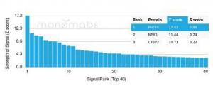 Analysis of protein array containing more than 19,000 full-length human proteins using Anti-PHF10 Antibody [PCRP-PHF10-2A10]