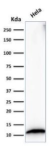 Western blot analysis of HeLa cell lysate using Anti-S100A4 Antibody [S100A4/1482]