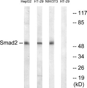 Anti-Smad2 antibody