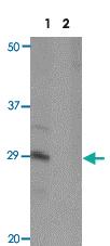 Anti-SLAMF1 Rabbit Polyclonal Antibody