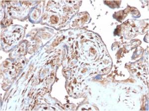 Immunohistochemical analysis of formalin-fixed, paraffin-embedded human placenta using Anti-S100A4 Antibody [S100A4/2750R]