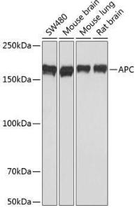 Western blot analysis of extracts of various cell lines, using Anti-APC Antibody [ARC0346] (A306785) at 1:1,000 dilution. The secondary antibody was Goat Anti-Rabbit IgG H&L Antibody (HRP) at 1:10,000 dilution.