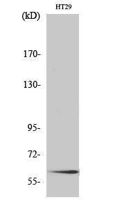 Anti-Smad2 antibody