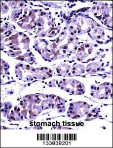 Anti-PPP2CB Rabbit Polyclonal Antibody (PE (Phycoerythrin))