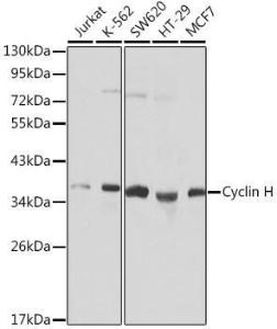 Western blot analysis of extracts of various cell lines, using Anti-Cyclin H/p34 Antibody (A308009). The secondary antibody was Goat Anti-Rabbit IgG HandL Antibody (HRP) at 1:10,000 dilution