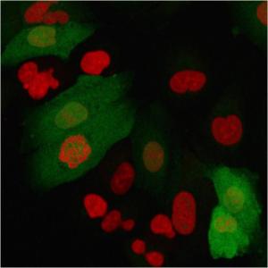 Immunofluorescent analysis of A549 cells stained with Anti-S100A4 Antibody [S100A4/2750R] followed by Goat Anti-Mouse IgG (CF&#174; 488) (Green). Nuclei are stained with RedDot.