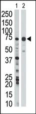 Anti-WEE1 Rabbit Polyclonal Antibody