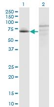 Anti-FAM200A Mouse Monoclonal Antibody [clone: 4E4]