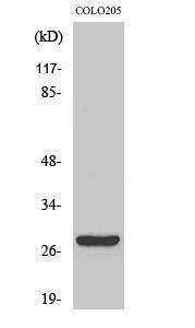 Anti-CD160 Rabbit Polyclonal Antibody