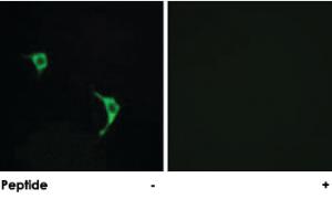 Anti-MAPK9 Rabbit Polyclonal Antibody