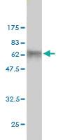 Anti-DCAF8 Mouse Monoclonal Antibody [clone: 1A12]