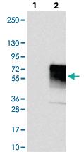 Anti-CCDC86 Rabbit Polyclonal Antibody