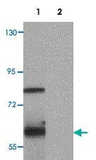 Anti-TYW1 Rabbit Polyclonal Antibody