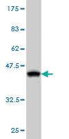 Anti-CDKL2 Mouse Monoclonal Antibody [clone: 1F6]