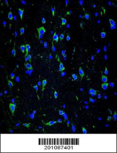 Anti-INA Mouse Monoclonal Antibody (FITC (Fluorescein Isothiocyanate)) [clone: 257CT7.1.2]