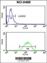 Anti-IL1A Rabbit Polyclonal Antibody (AP (Alkaline Phosphatase))