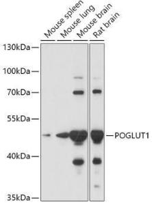 Anti-POGLUT1 Rabbit Polyclonal Antibody