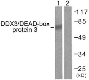 Western blot analysis of lysates from HepG2 cells using Anti-DDX3 Antibody. The right hand lane represents a negative control, where the antibody is blocked by the immunising peptide