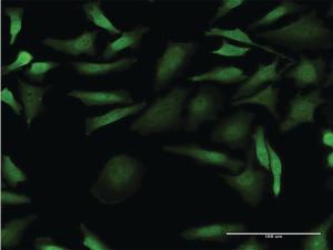 Anti-CDK1 Mouse Monoclonal Antibody [clone: 1G10]