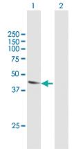 Anti-ATL2 Mouse Polyclonal Antibody