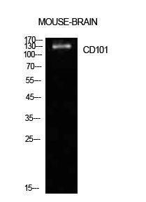 Anti-CD101 antibody