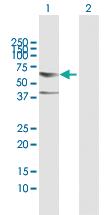 Anti-CDC45 Rabbit Polyclonal Antibody