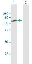 Anti-DGCR8 Rabbit Polyclonal Antibody