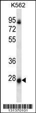 Anti-NRSN2 Rabbit Polyclonal Antibody (APC (Allophycocyanin))