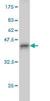 Anti-CDKL2 Mouse Monoclonal Antibody [clone: 6H8]