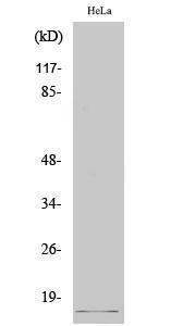 Western blot analysis of various cells using Anti-SUMO2 + SUMO3 (cleaved Gly93) Antibody