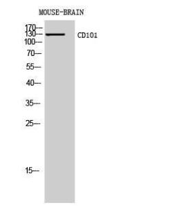 Anti-CD101 antibody