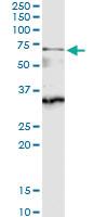 Anti-CDC45 Rabbit Polyclonal Antibody