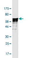 Anti-DCAF8 Mouse Monoclonal Antibody [clone: 4G8]