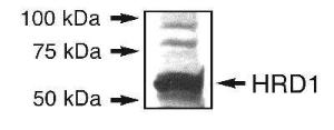 Anti-SYVN1 Rabbit Polyclonal Antibody