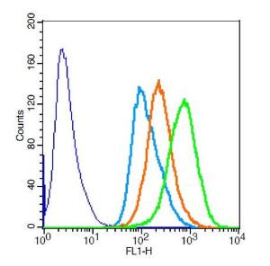 Anti-SMC1A Rabbit Polyclonal Antibody