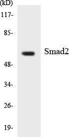 Western blot analysis of the lysates from HeLa cells using Anti-Smad2 Antibody