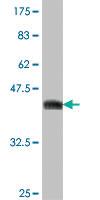 Anti-DUSP9 Mouse Polyclonal Antibody