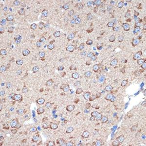 Immunohistochemistry analysis of paraffin-embedded mouse brain using Anti-ERp29 Antibody [ARC2295] (A306789) at a dilution of 1:100 (40X lens). Perform microwave antigen retrieval with 10 mM Tris/EDTA buffer pH 9.0 before commencing with IHC staining protocol