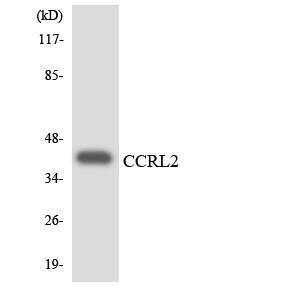 Anti-CCRL2 Rabbit Polyclonal Antibody