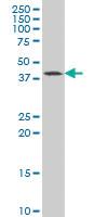 Anti-GDF11 Mouse Monoclonal Antibody [clone: 4F7]