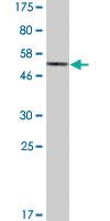 Anti-ATF2 Mouse Monoclonal Antibody [clone: 4C12]