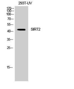 Western blot analysis of 293 cells using Anti-SIRT2 Antibody