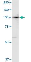 Anti-DGCR8 Rabbit Polyclonal Antibody