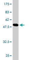 Anti-GLUD2 Mouse Monoclonal Antibody [clone: 3C2]