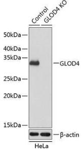 Western blot analysis of extracts from normal (control) and GLOD4 knockout (KO) HeLa cells, using Anti-GLOD4 Antibody (A305608) at 1:3000 dilution