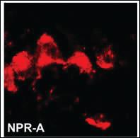 Anti-CHEK1 Mouse Monoclonal Antibody