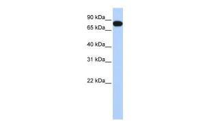 Anti-EML3 Rabbit Polyclonal Antibody